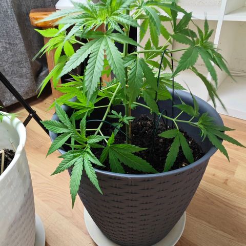 Haze #1 growlog timeline photo
