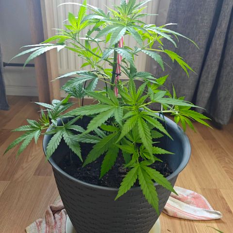 Haze #1 growlog timeline photo