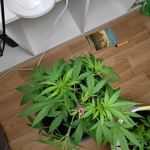 Haze #1 growlog timeline photo
