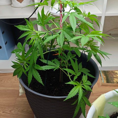 Haze #1 growlog timeline photo