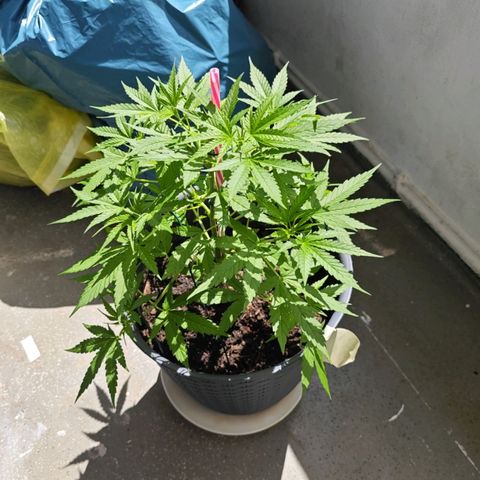 Haze #1 growlog photo: End of training 