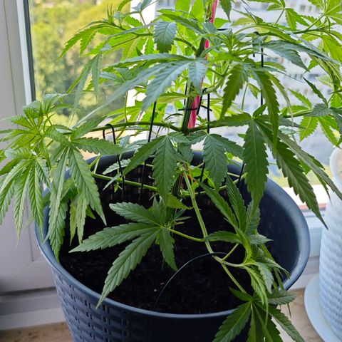 Haze #1 growlog timeline photo