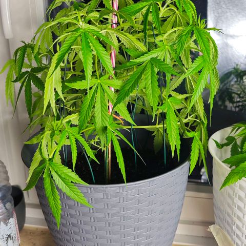 Haze #1 growlog timeline photo