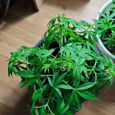 Haze #1 growlog timeline photo