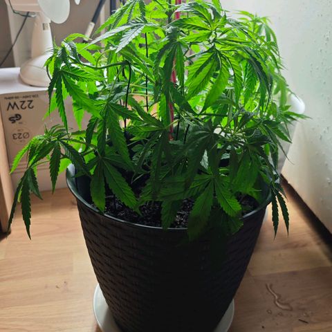 Haze #1 growlog timeline photo