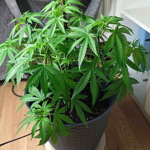 Haze #1 growlog timeline photo