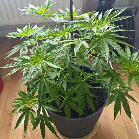 Haze #1 growlog timeline photo