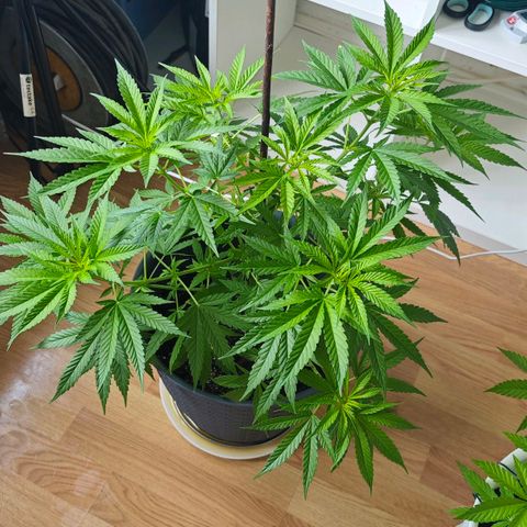 Haze #1 growlog timeline photo