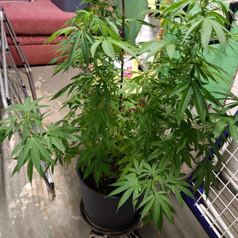 Haze #1 growlog timeline photo