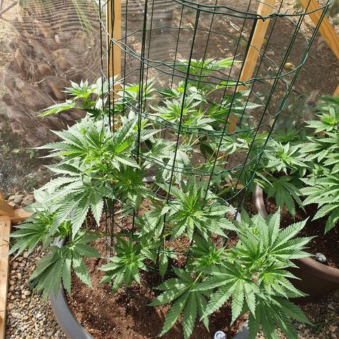 Moby Dick growlog timeline photo