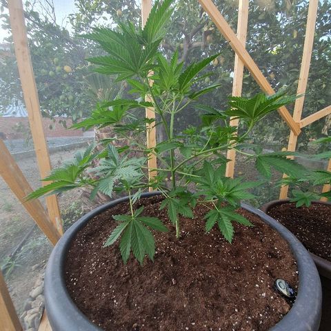 Moby Dick growlog timeline photo