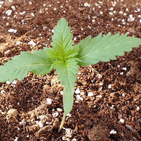 Moby Dick growlog timeline photo