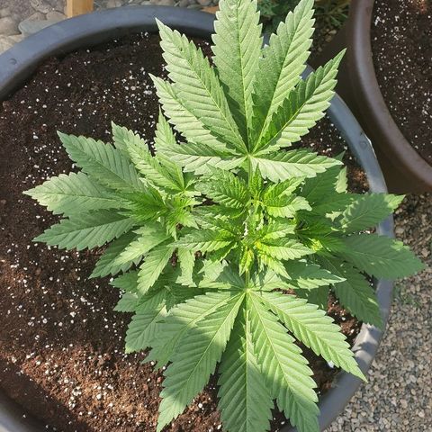 Moby Dick growlog timeline photo
