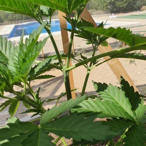 Moby Dick growlog timeline photo