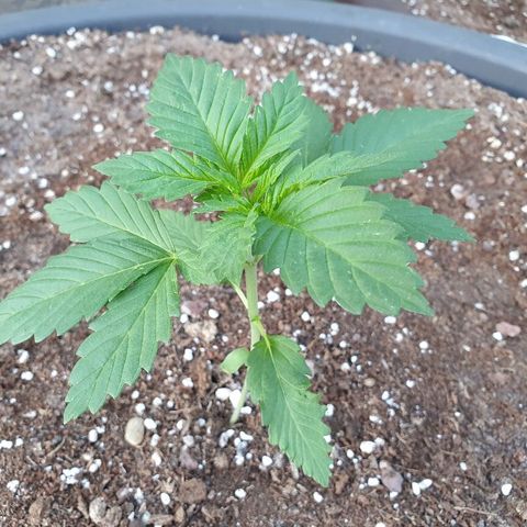 Moby Dick growlog timeline photo