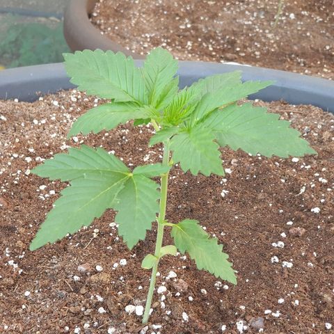 Moby Dick growlog timeline photo