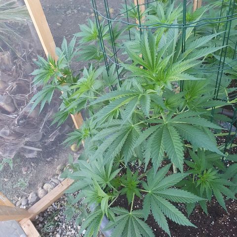 Moby Dick growlog timeline photo
