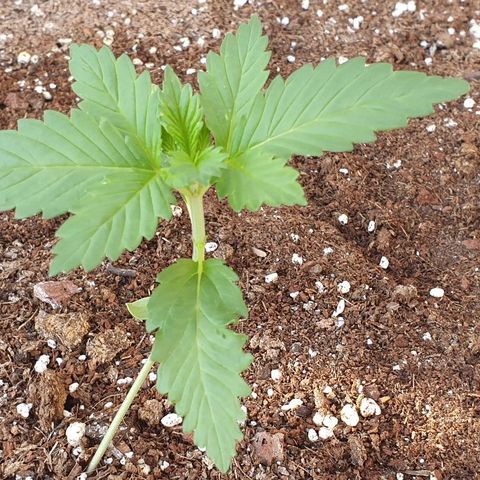 Moby Dick growlog timeline photo