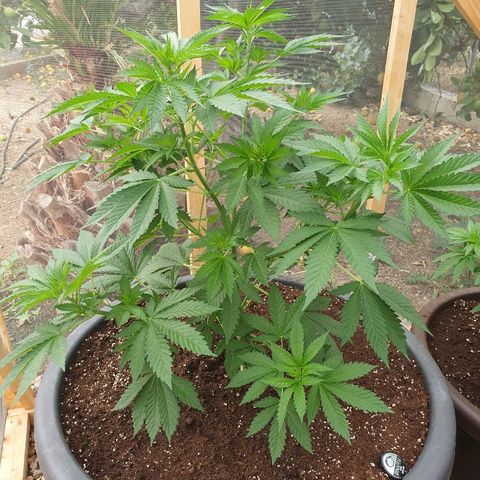 Moby Dick growlog timeline photo