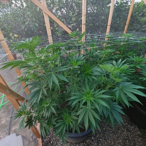 Moby Dick growlog timeline photo