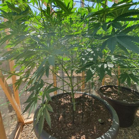 Moby Dick growlog timeline photo