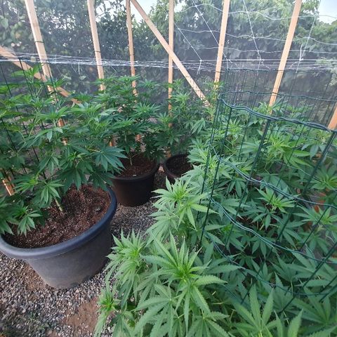Moby Dick growlog timeline photo