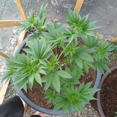 Moby Dick growlog timeline photo