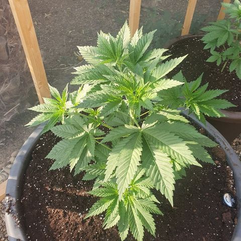 Moby Dick growlog timeline photo