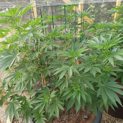 Moby Dick growlog timeline photo