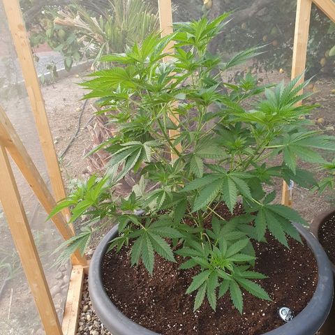 Moby Dick growlog timeline photo