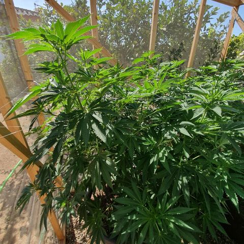 Moby Dick growlog timeline photo