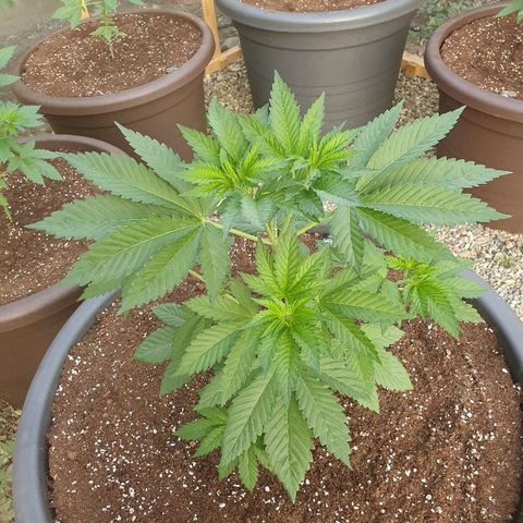 Moby Dick growlog timeline photo