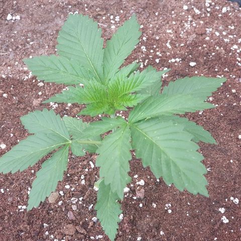 Moby Dick growlog timeline photo