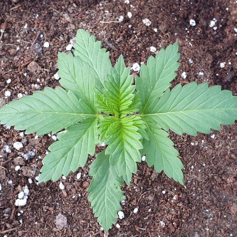 Moby Dick growlog timeline photo