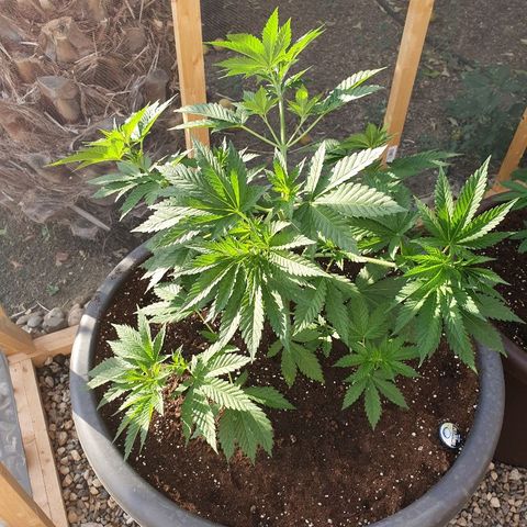 Moby Dick growlog timeline photo