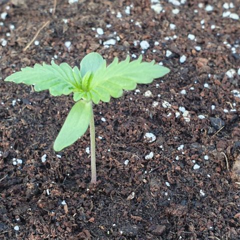 Moby Dick growlog timeline photo