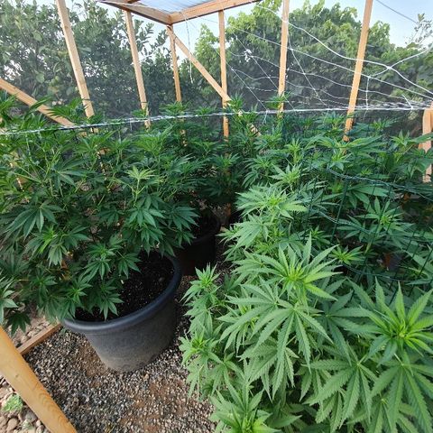 Moby Dick growlog timeline photo