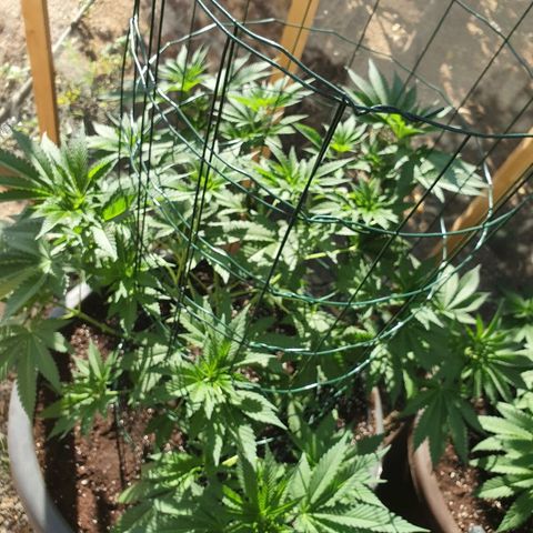 Moby Dick growlog timeline photo