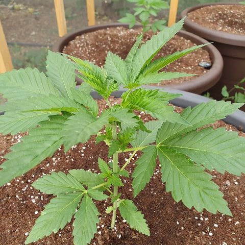 Moby Dick growlog timeline photo