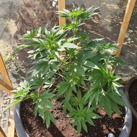 Moby Dick growlog timeline photo