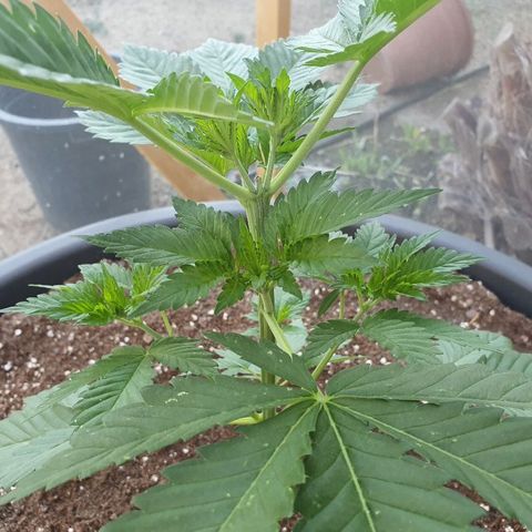 Moby Dick growlog timeline photo