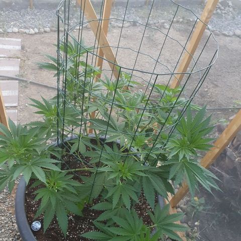 Moby Dick growlog timeline photo
