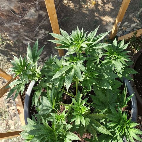 Moby Dick growlog timeline photo