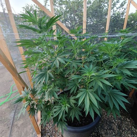 Moby Dick growlog timeline photo