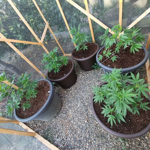 Moby Dick growlog timeline photo