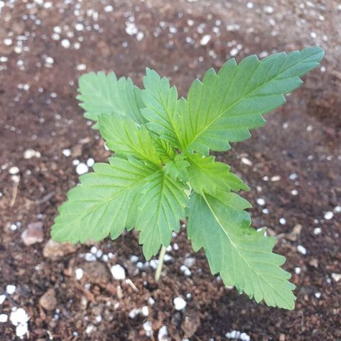Moby Dick growlog timeline photo