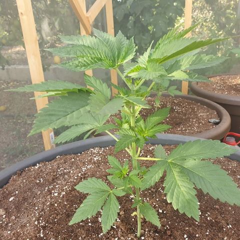 Moby Dick growlog timeline photo