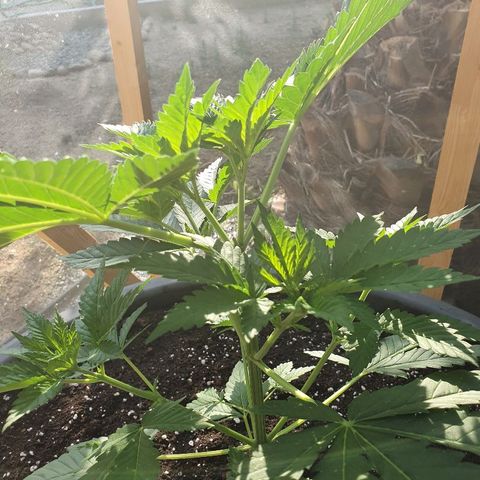 Moby Dick growlog timeline photo