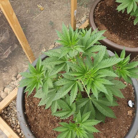 Moby Dick growlog timeline photo
