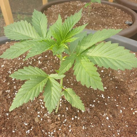 Moby Dick growlog timeline photo